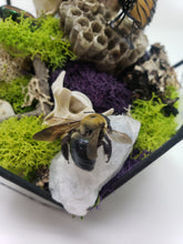 Load image into Gallery viewer, Dryad Creations Terrariums