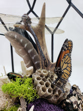 Load image into Gallery viewer, Dryad Creations Terrariums