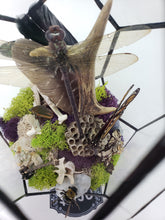 Load image into Gallery viewer, Dryad Creations Terrariums