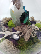 Load image into Gallery viewer, Dryad Creations Terrariums