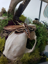 Load image into Gallery viewer, Dryad Creations Terrariums