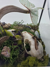 Load image into Gallery viewer, Dryad Creations Terrariums