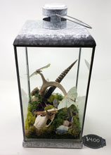 Load image into Gallery viewer, Dryad Creations Terrariums