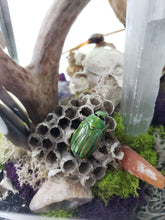 Load image into Gallery viewer, Dryad Creations Terrariums