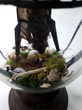 Load image into Gallery viewer, Dryad Creations Terrariums