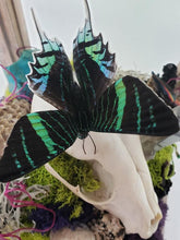 Load image into Gallery viewer, Dryad Creations Terrariums