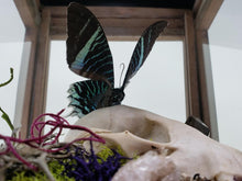 Load image into Gallery viewer, Dryad Creations Terrariums