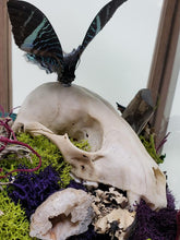 Load image into Gallery viewer, Dryad Creations Terrariums