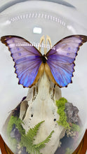 Load image into Gallery viewer, Dryad Creations Terrariums