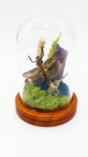 Load image into Gallery viewer, Dryad Creations Terrariums