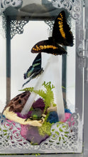 Load image into Gallery viewer, Dryad Creations Terrariums
