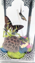 Load image into Gallery viewer, Dryad Creations Terrariums