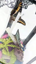 Load image into Gallery viewer, Dryad Creations Terrariums