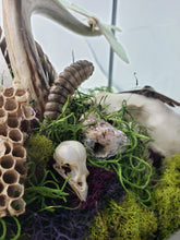 Load image into Gallery viewer, Dryad Creations Terrariums