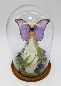 Dryad Creations Terrariums portfolio work